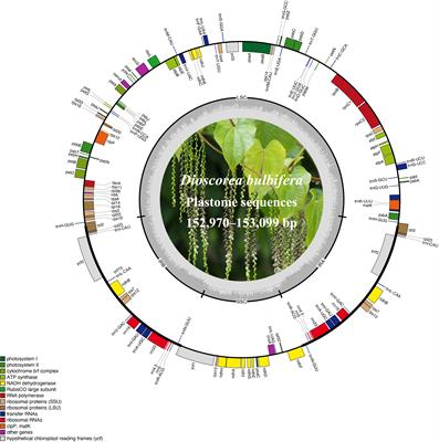 Low-coverage whole genome sequencing of diverse Dioscorea bulbifera accessions for plastome resource development, polymorphic nuclear SSR identification, and phylogenetic analyses